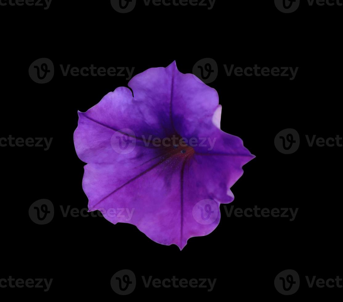 Close up petunia flowers isolated on black background. The side of single purple flower. photo