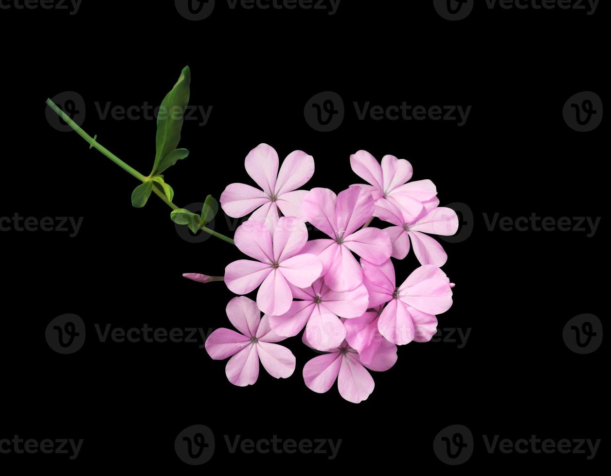 plumbago blanco o flores de hierba de plomo de cabo. primer plano ramo de flores pequeñas de color rosa-púrpura aislado sobre fondo negro. foto