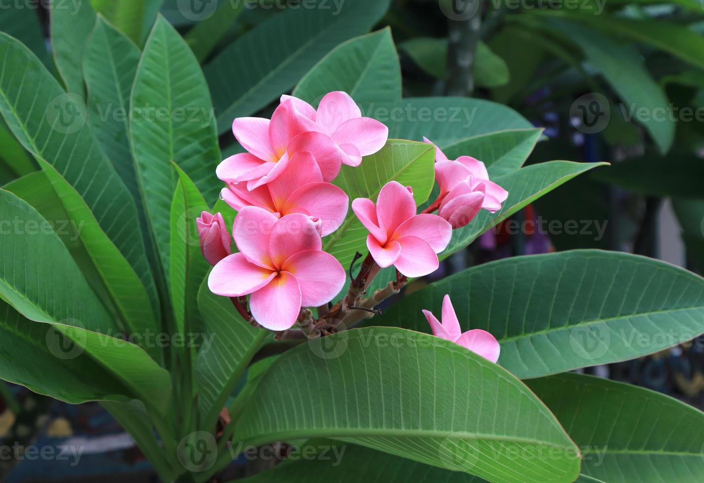 Plumeria or Frangipani flower. Close up pink frangipani flowers bouquet on green leaf background in garden with morning light. photo