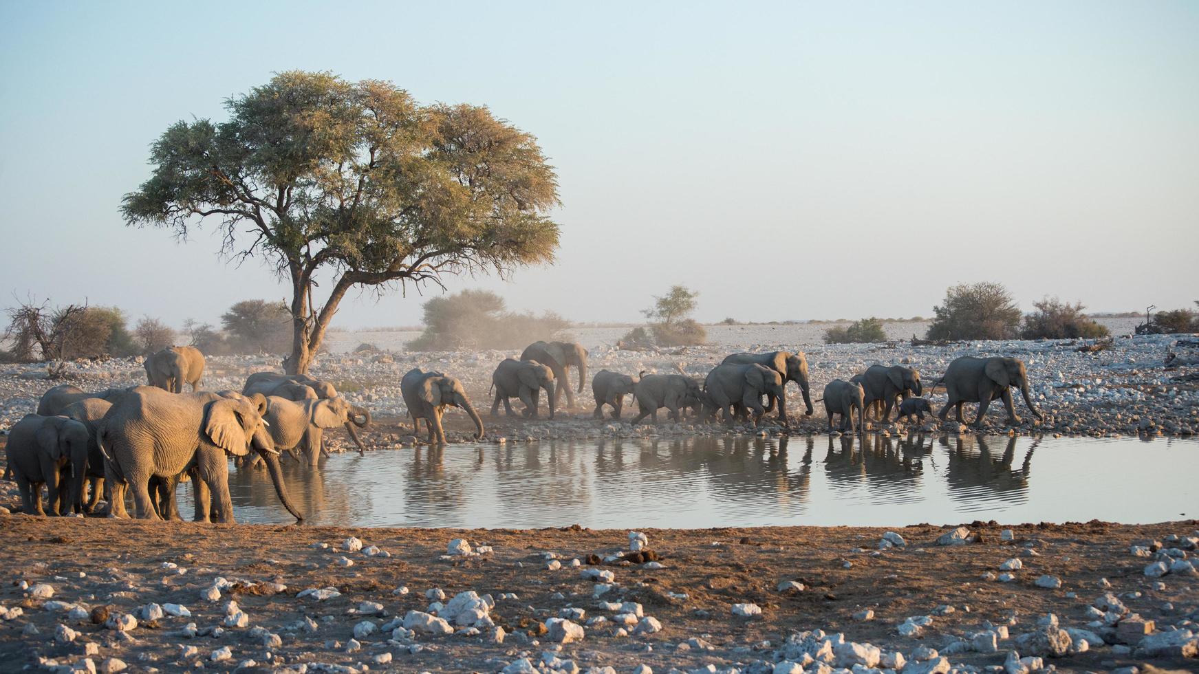 Beautiful namibian landscape. Group of elephants in a a waterhole. photo