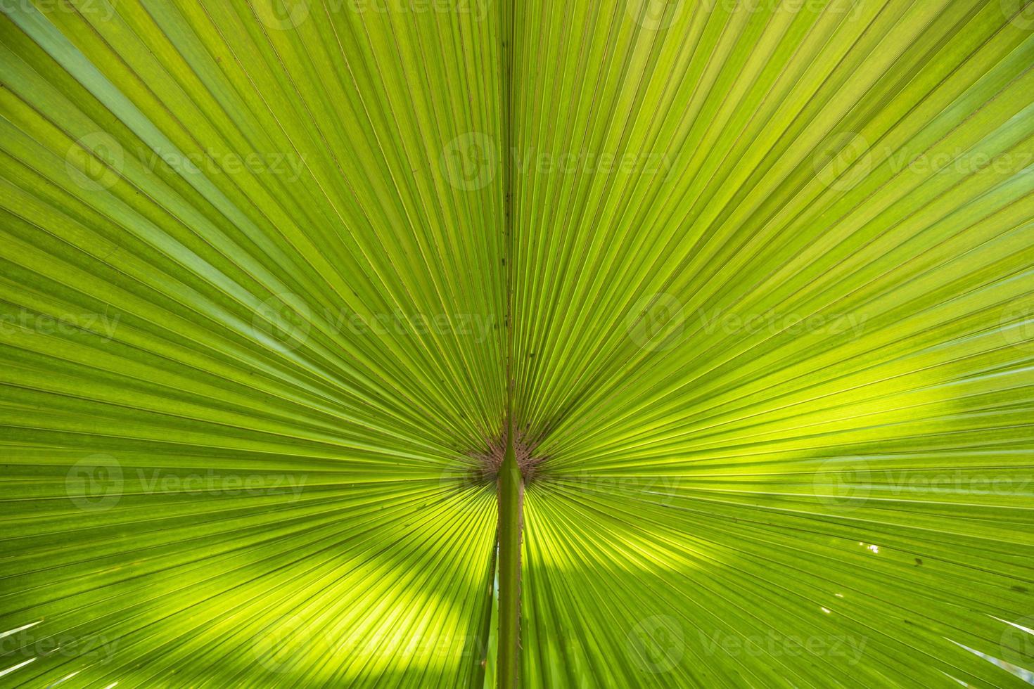 Fondo abstracto de textura de patrón de hojas de palma verde natural tropical foto