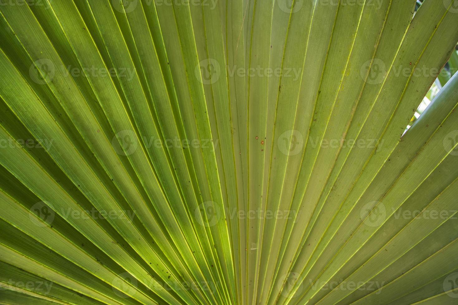 Fondo abstracto de textura de patrón de hojas de palma verde natural tropical foto