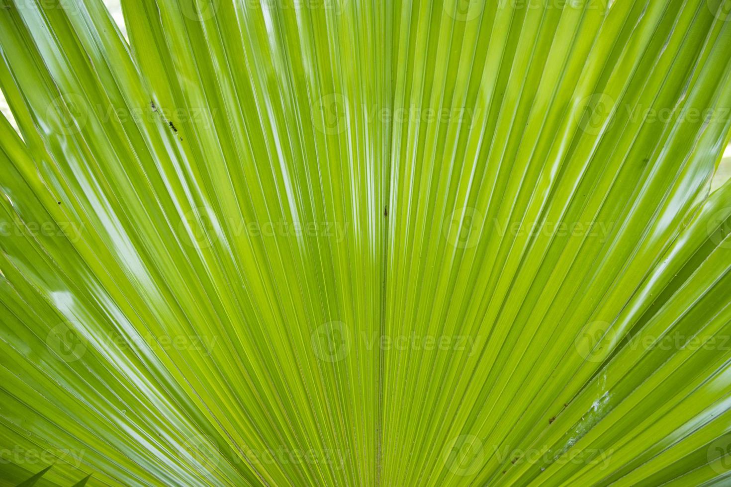 Tropical Natural green palm leaves pattern texture abstract background photo