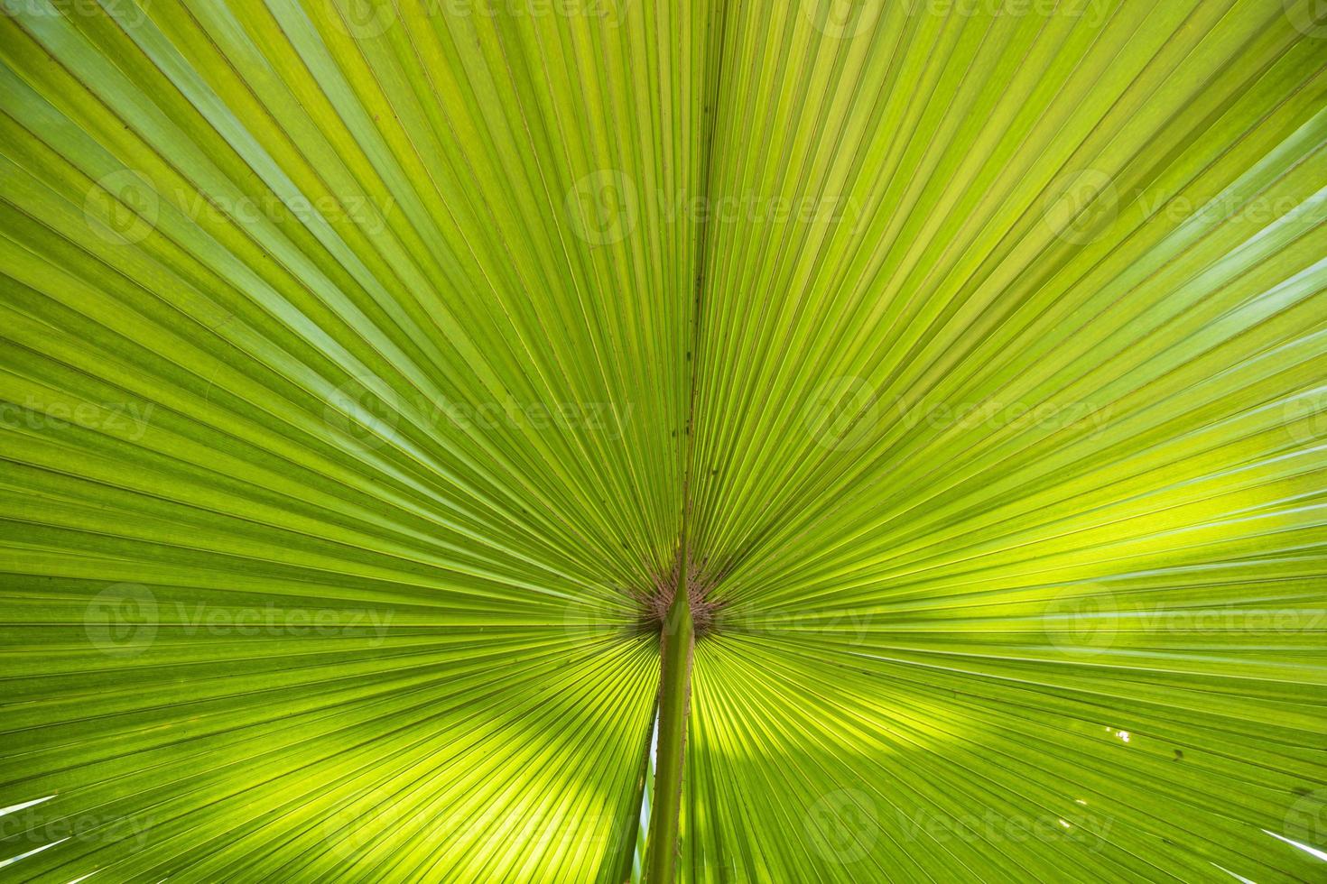Tropical Natural green palm leaves pattern texture abstract background photo
