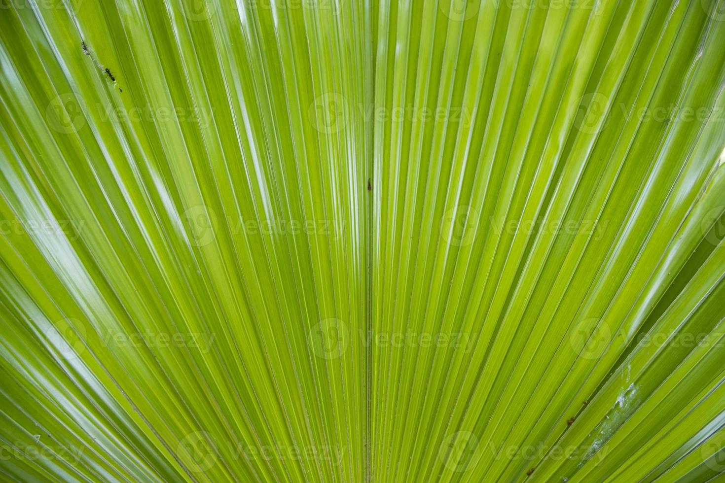 Tropical Natural green palm leaves pattern texture abstract background photo