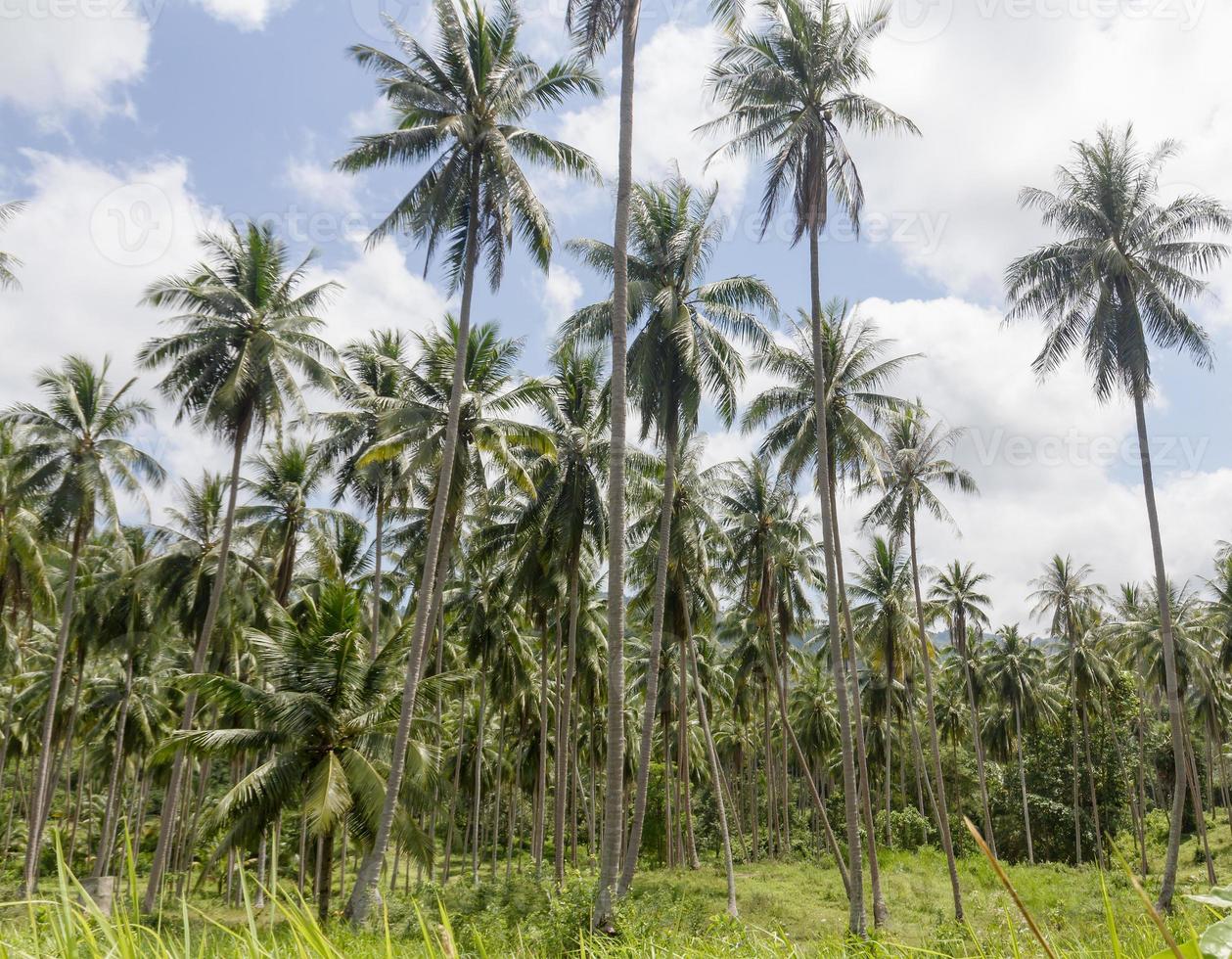 Coconut palm trees photo