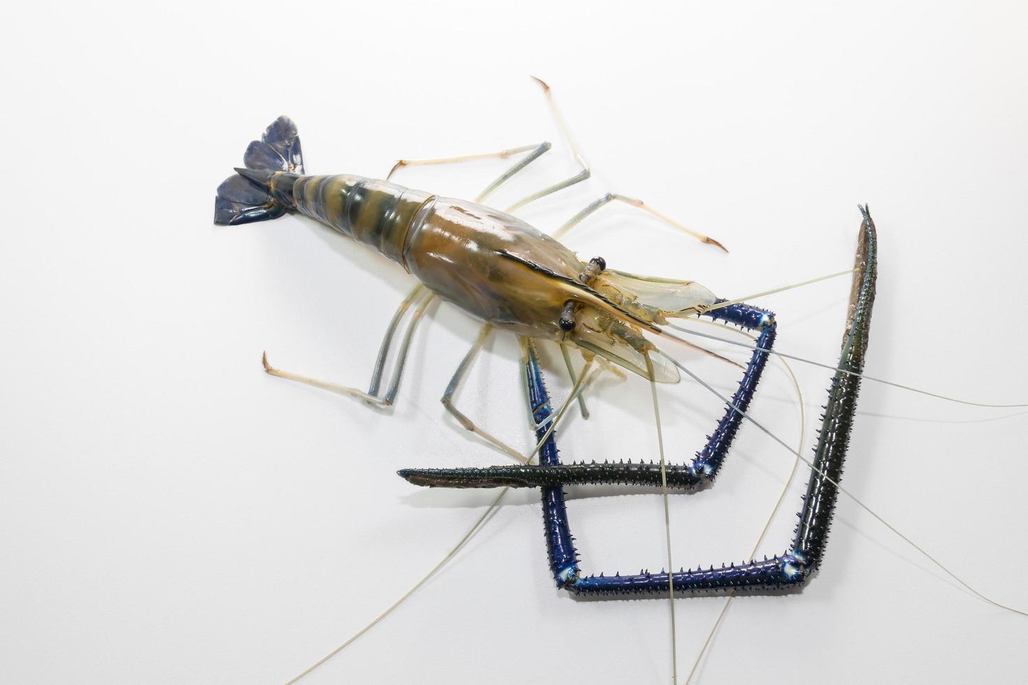 Giant Freshwater Prawn photo