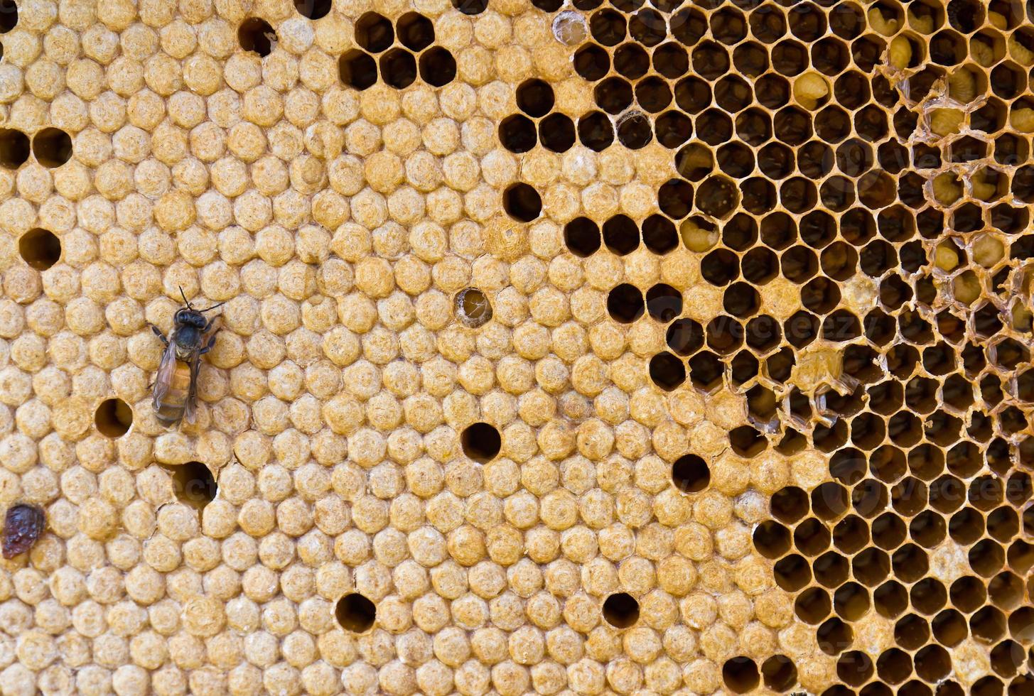 Honey comb close up photo