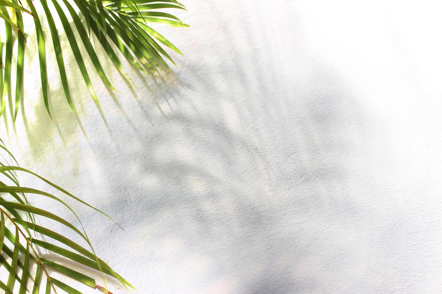 green leaf of palm tree with shadow on white background photo