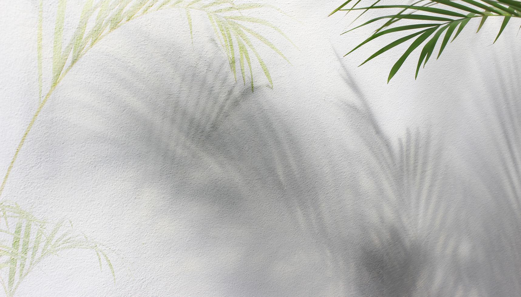 green leaf of palm tree with shadow on white background photo