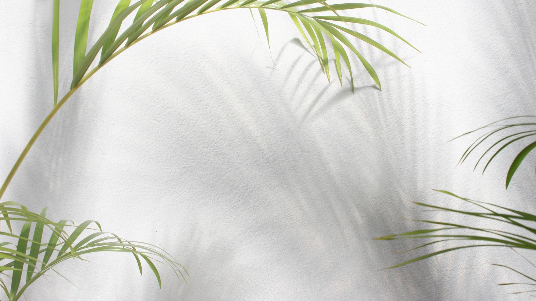 green leaf of palm tree with shadow on white background photo