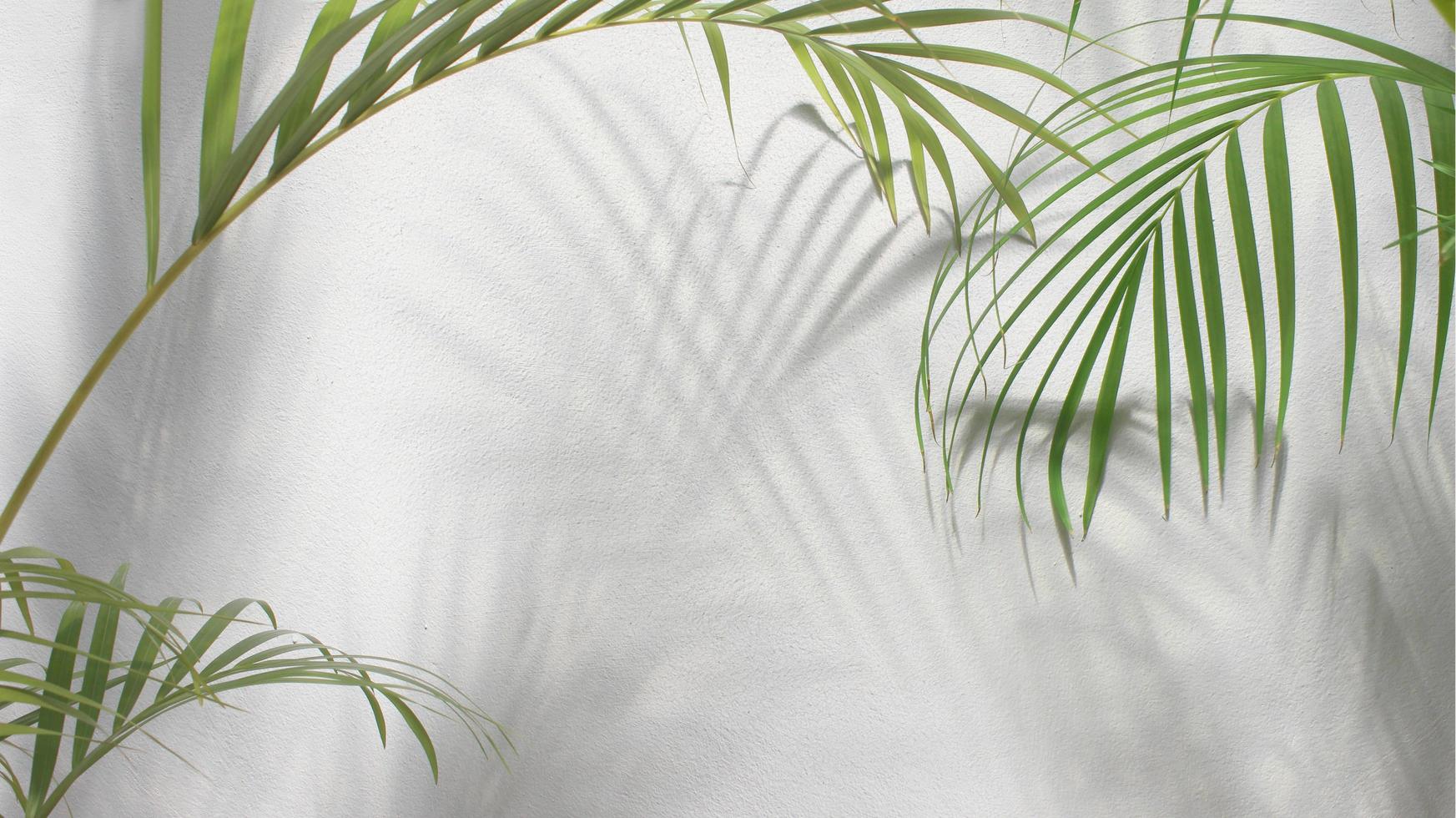 green leaf of palm tree with shadow on white background photo