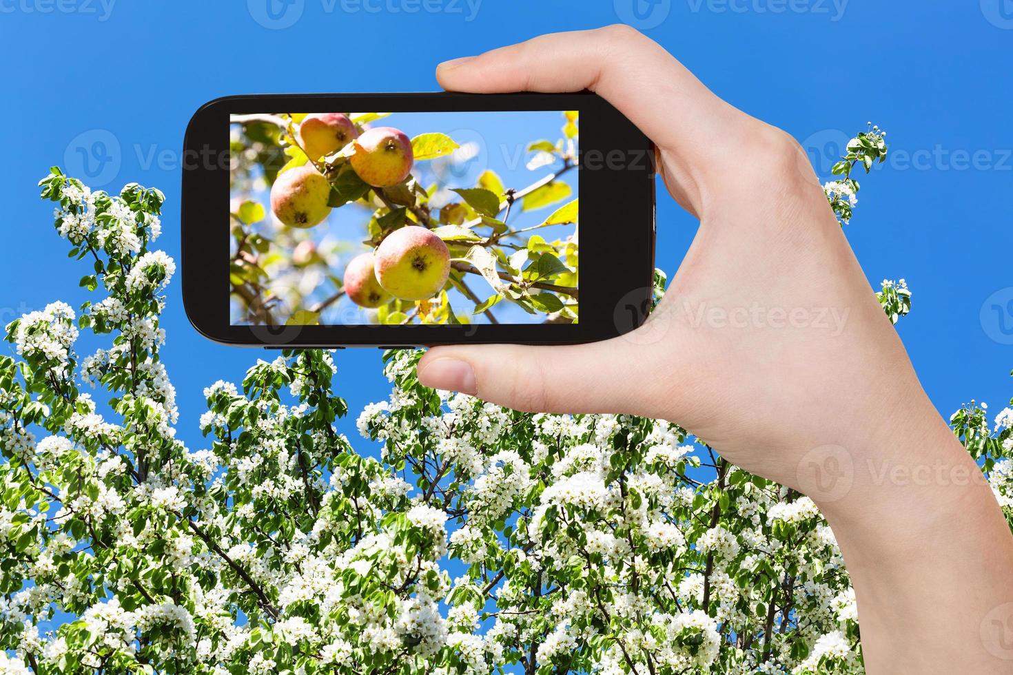 photo of apples on tree with blossoms and blue sky