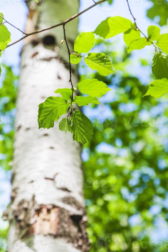 green leaves of birch tree close up in forest photo