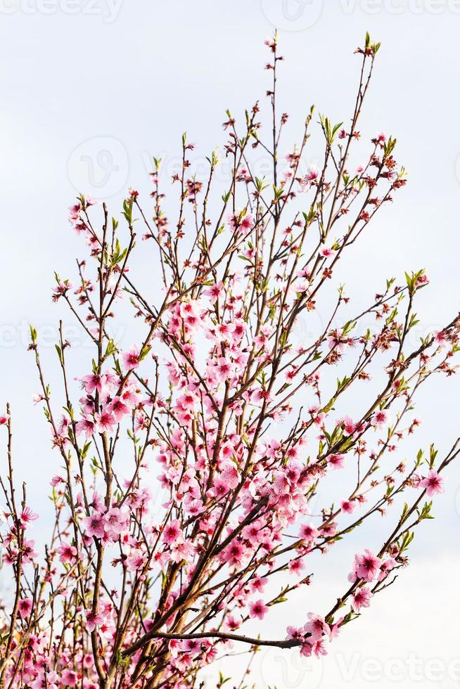 flowering peach tree with gray sky background photo
