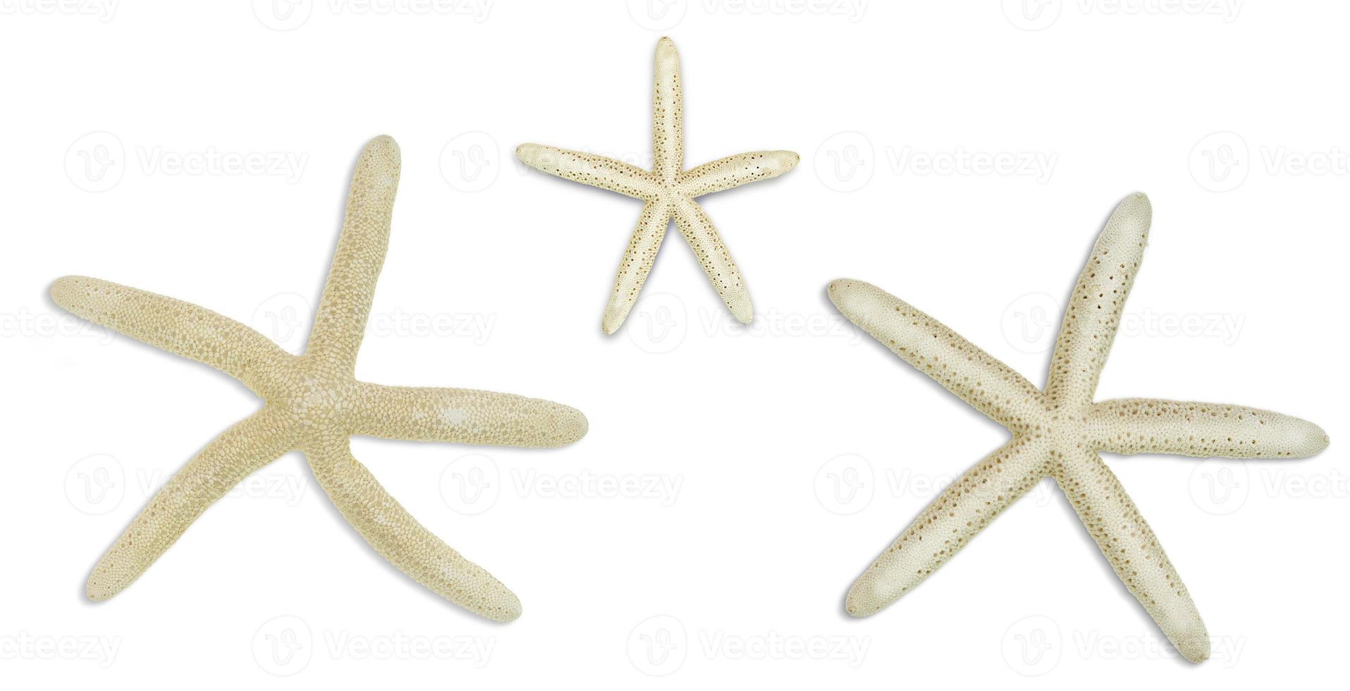 Beige starfishes on white isolated background. Cut out design elements. Vacation concept, sea, beach photo