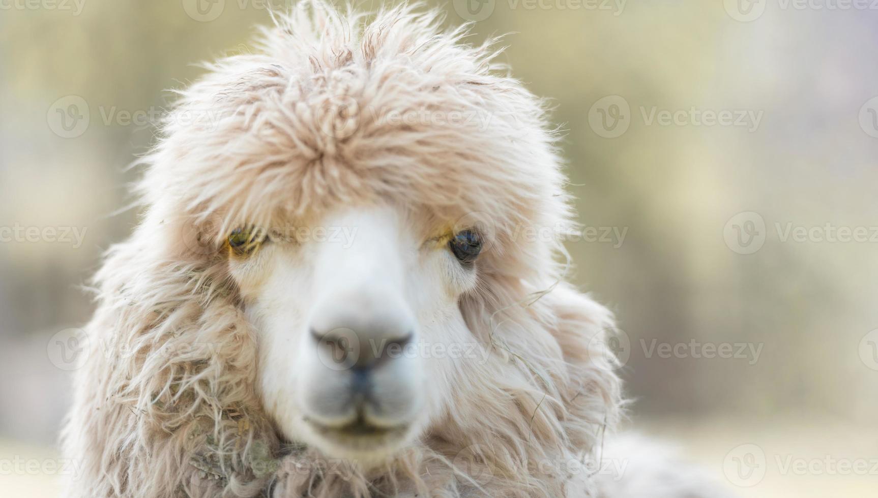 Cute Alpaca face in farm, focus on eyes, close-up with copy space. photo