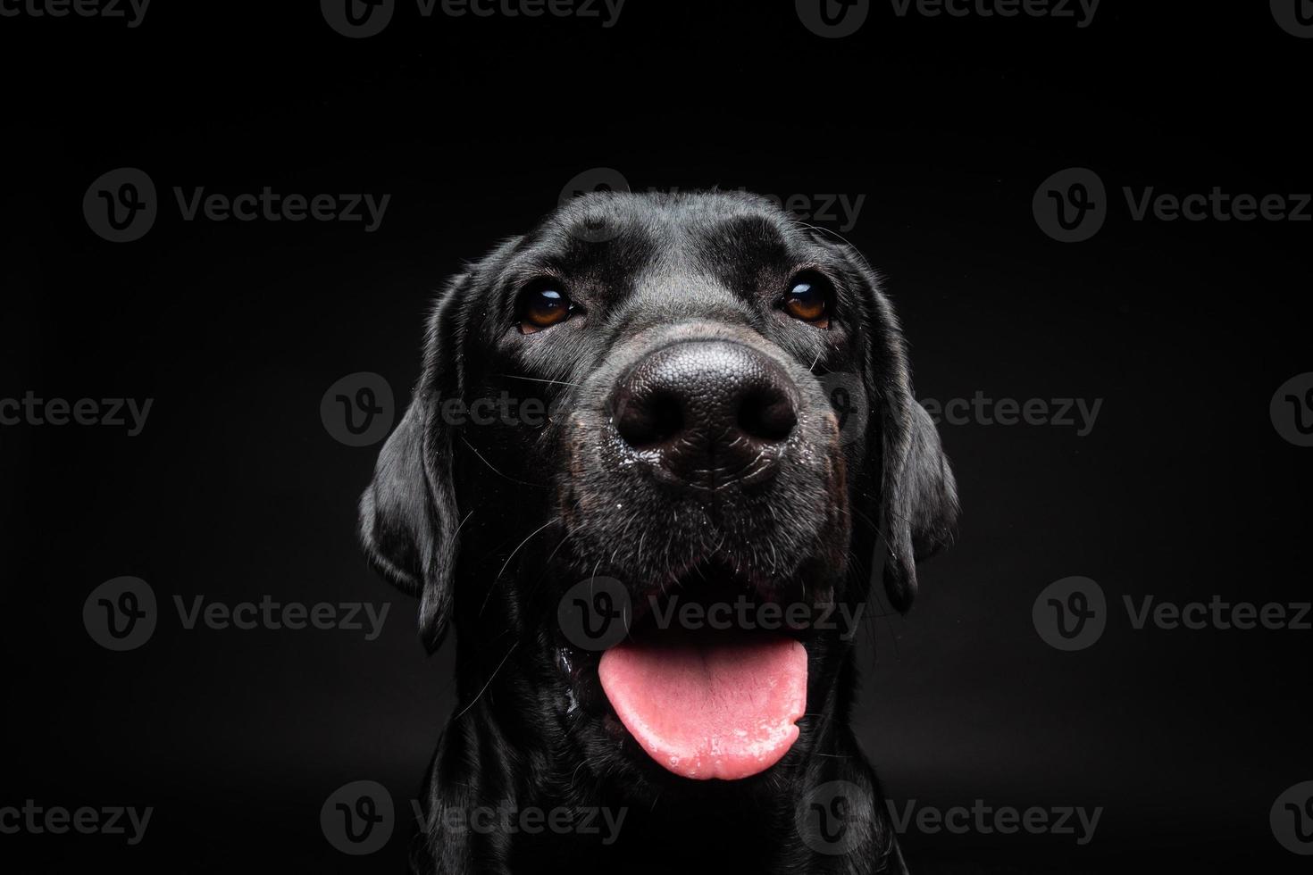 retrato de un perro labrador retriever sobre un fondo negro aislado. foto