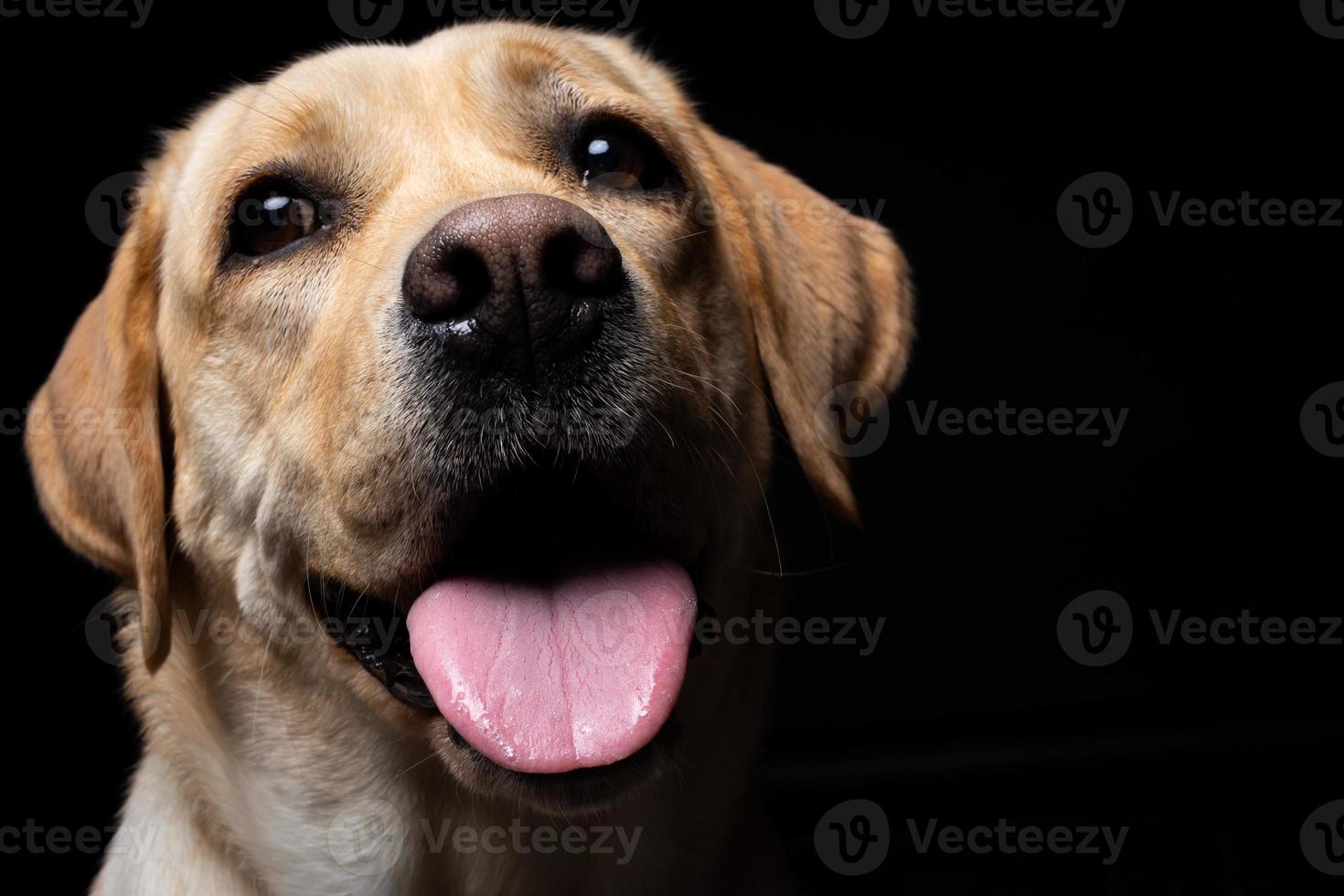 Portrait of a Labrador Retriever dog on an isolated black background. photo