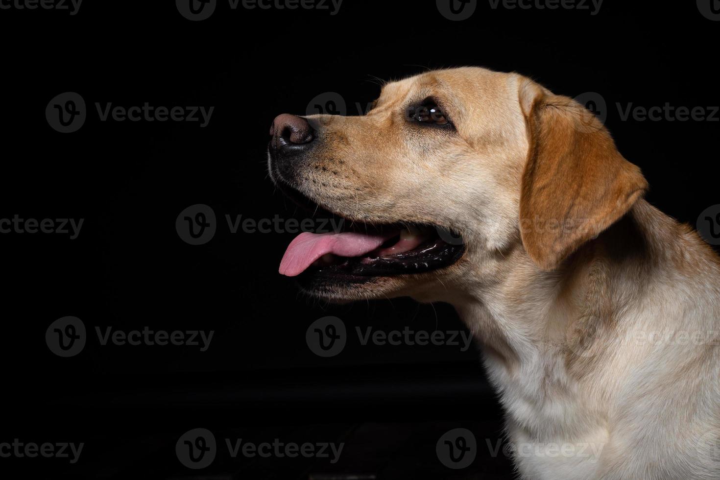 Portrait of a Labrador Retriever dog on an isolated black background. photo