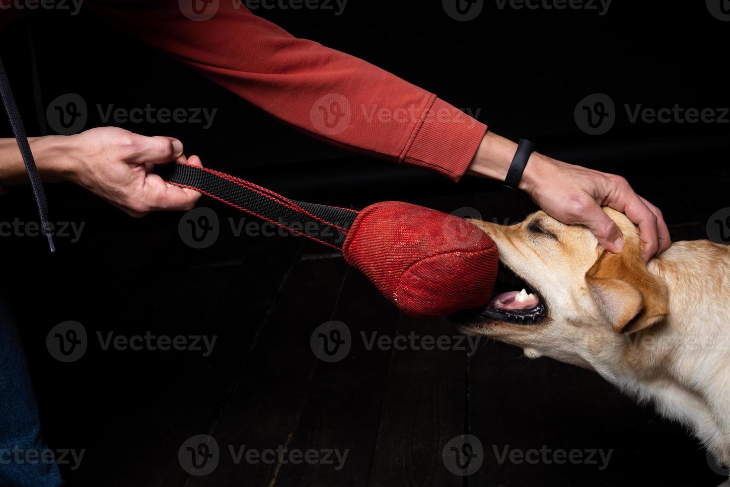 Close-up of a Labrador Retriever dog with a toy and the owner's hand. photo