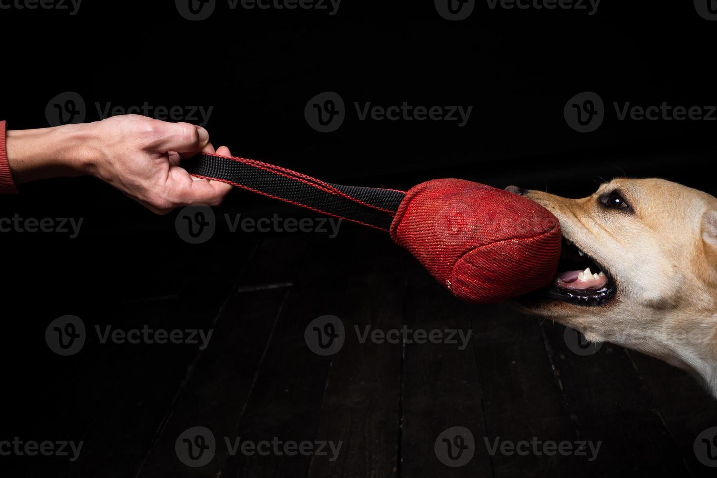 Close-up of a Labrador Retriever dog with a toy and the owner's hand. photo