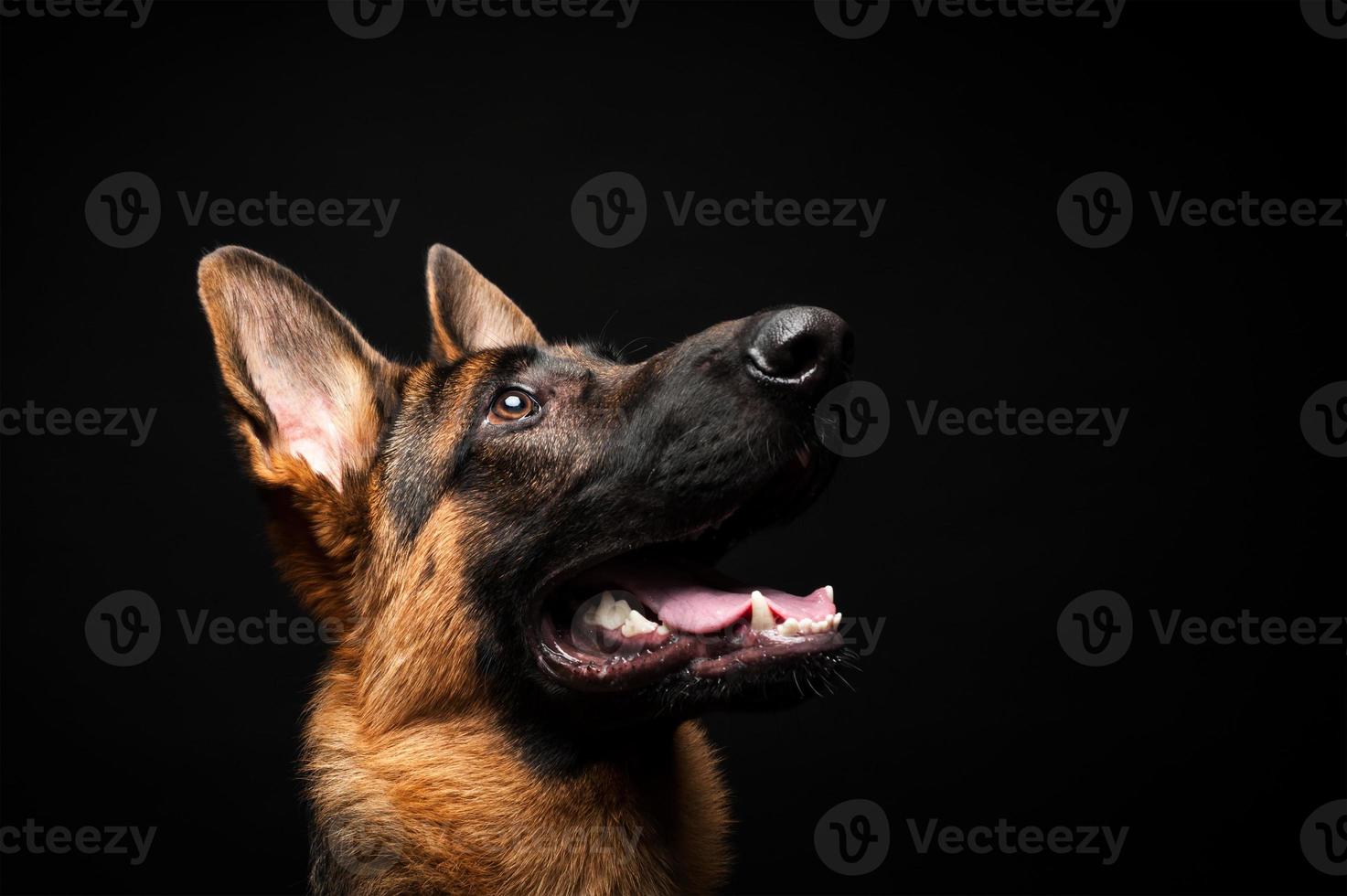 Portrait of a German shepherd in front of an isolated black background. photo