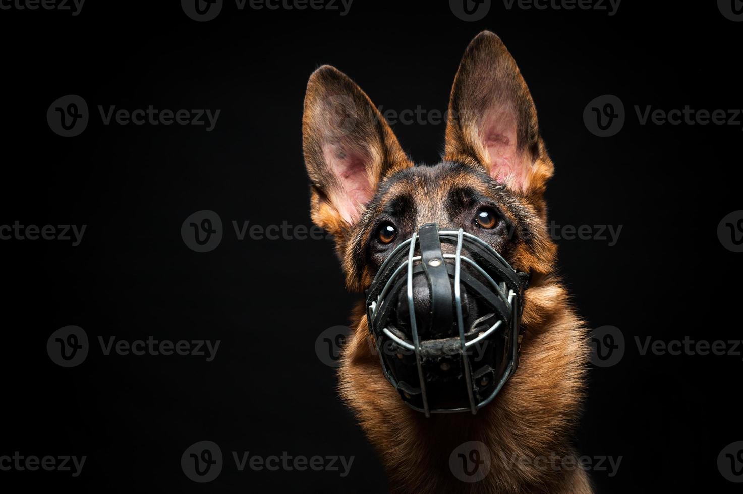 Portrait of a German shepherd in front of an isolated black background. photo
