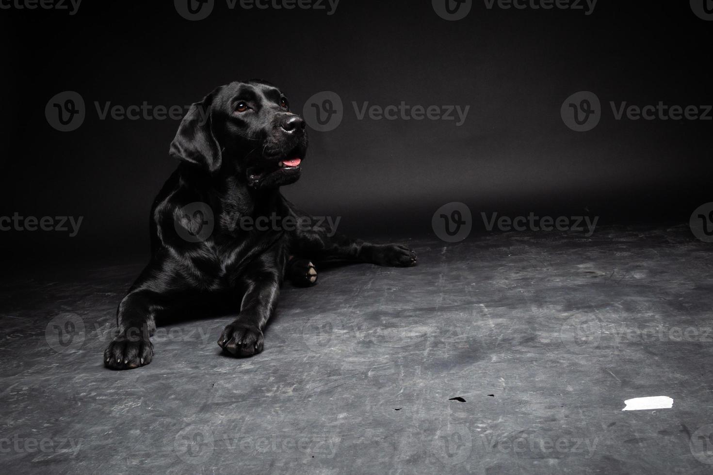 retrato de un perro labrador retriever sobre un fondo negro aislado. foto