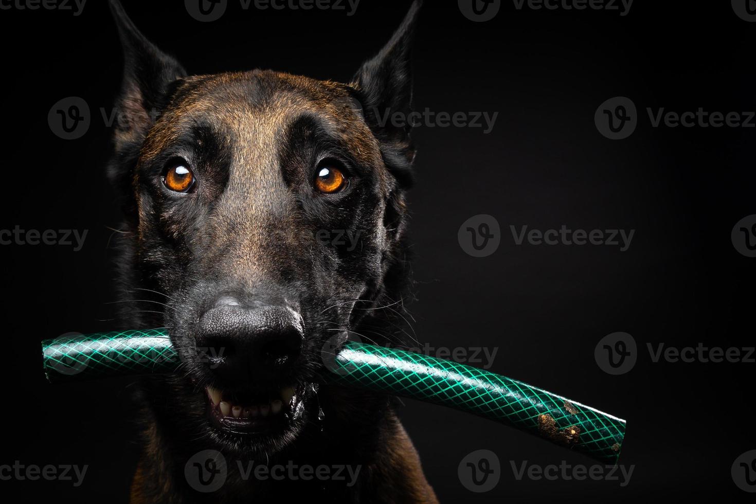 Portrait of a Belgian shepherd dog with a toy in its mouth, shot on an isolated black background. photo