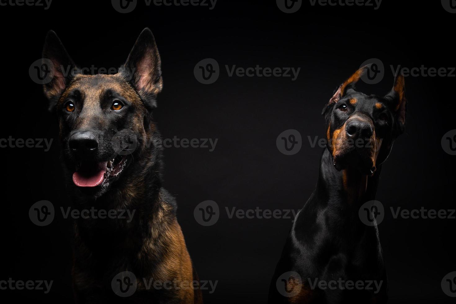 Portrait of a Belgian shepherd dog and a Doberman on an isolated black background. photo