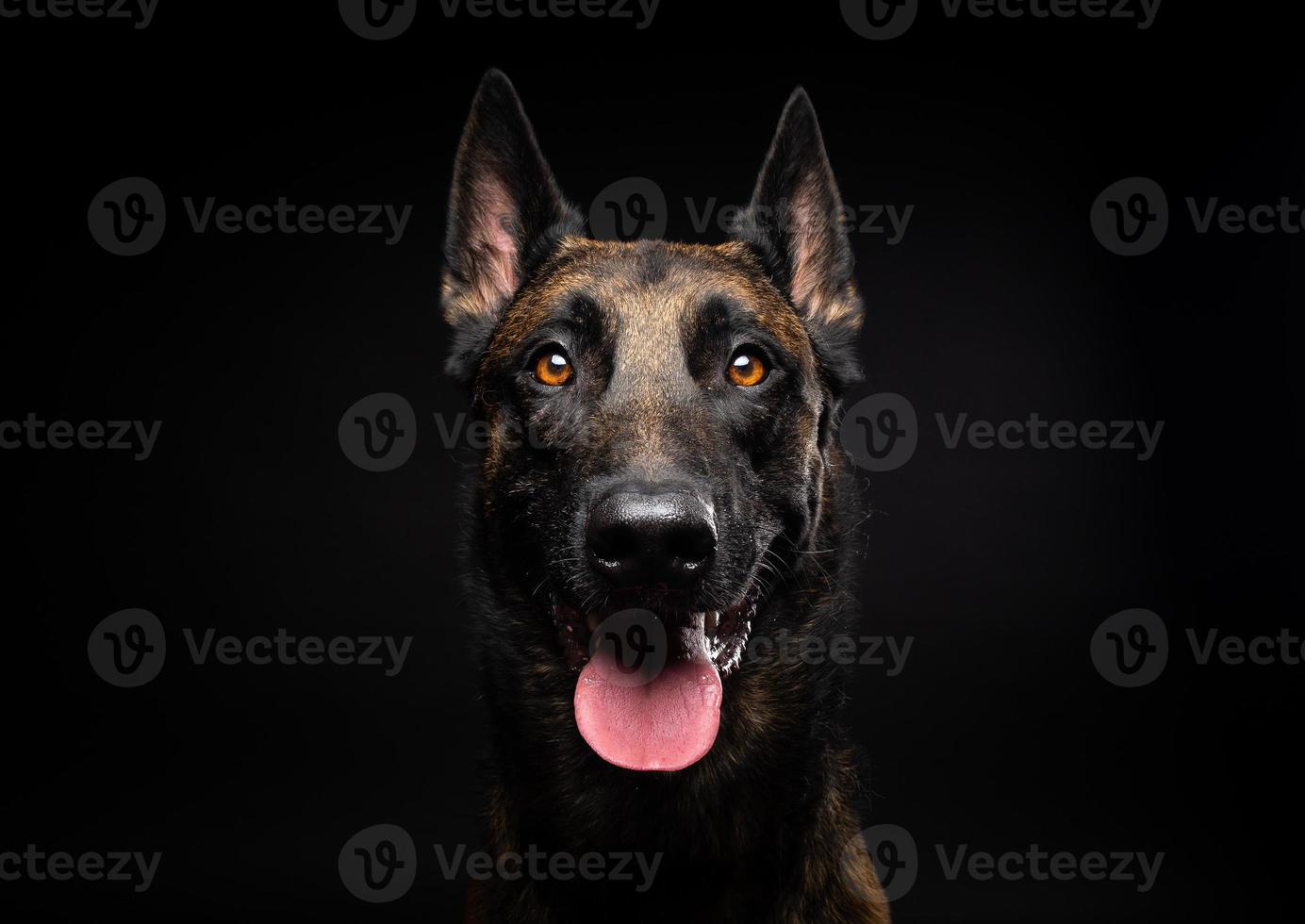 Portrait of a Belgian shepherd dog on an isolated black background. photo