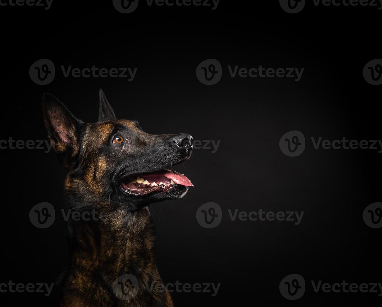 Portrait of a Belgian shepherd dog on an isolated black background. photo