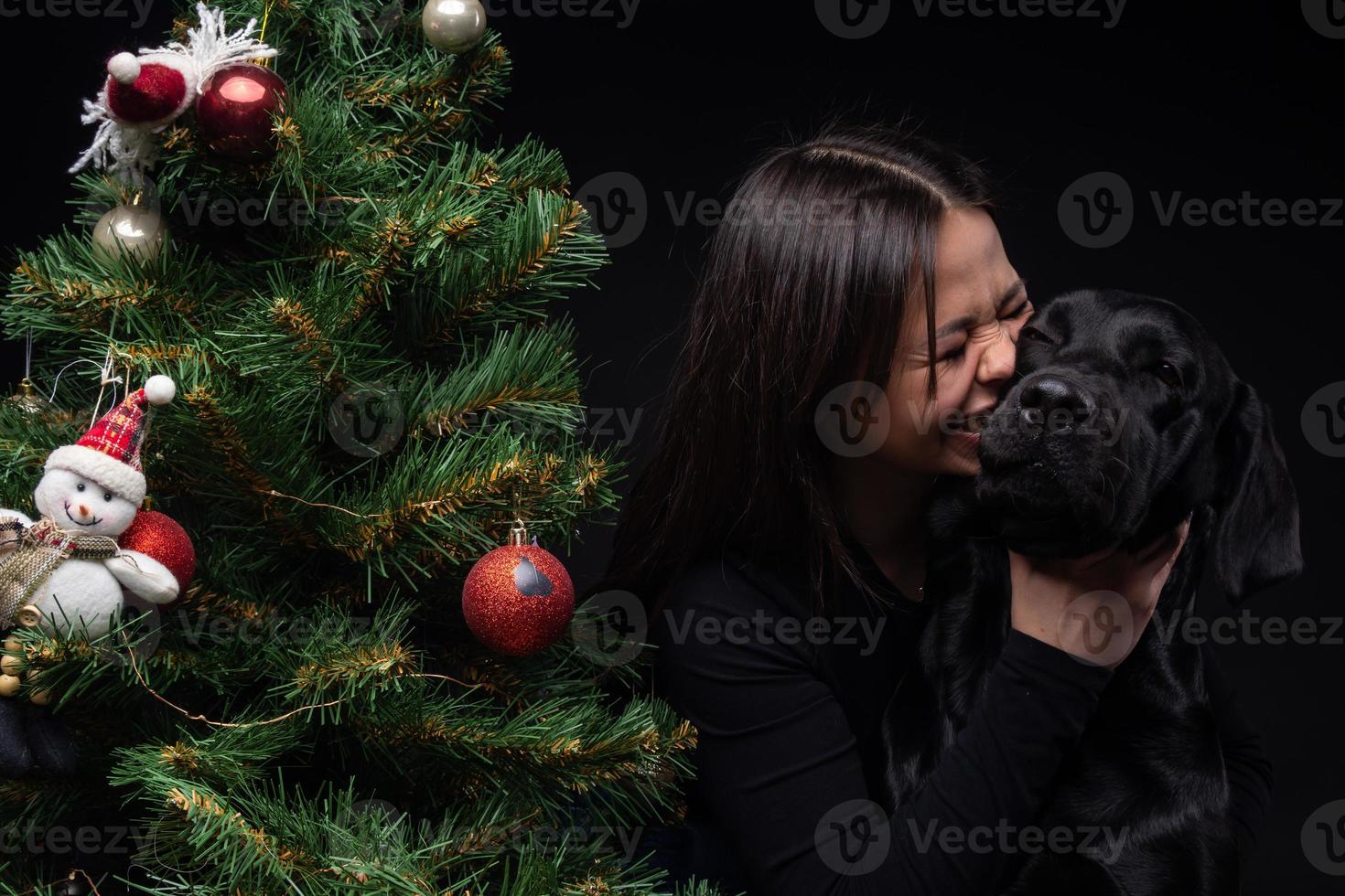 Portrait of a Labrador Retriever dog with its owner, near the new year's green tree. photo