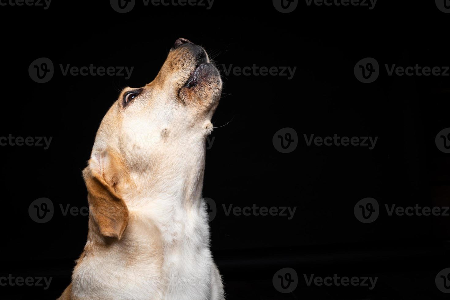 Portrait of a Labrador Retriever dog on an isolated black background. photo