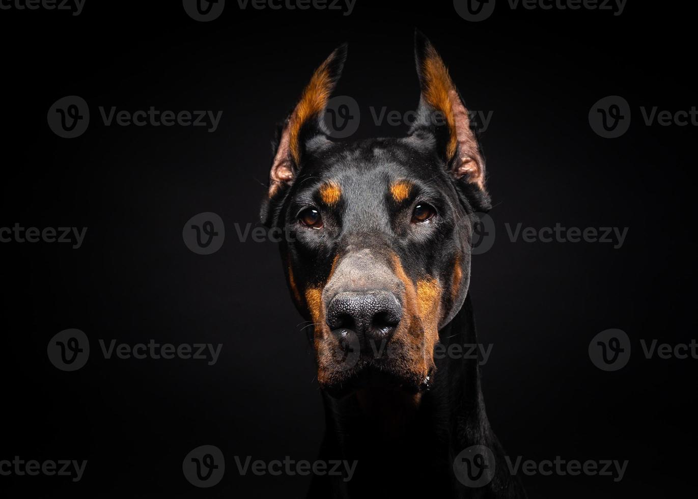 Portrait of a Doberman dog on an isolated black background. photo