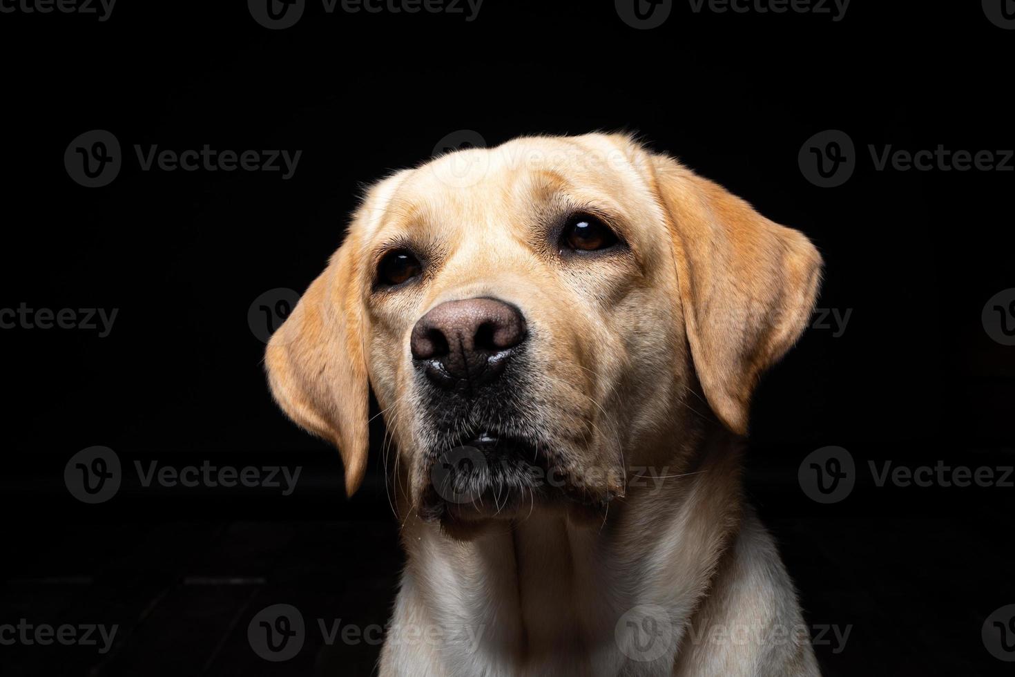 retrato de un perro labrador retriever sobre un fondo negro aislado. foto