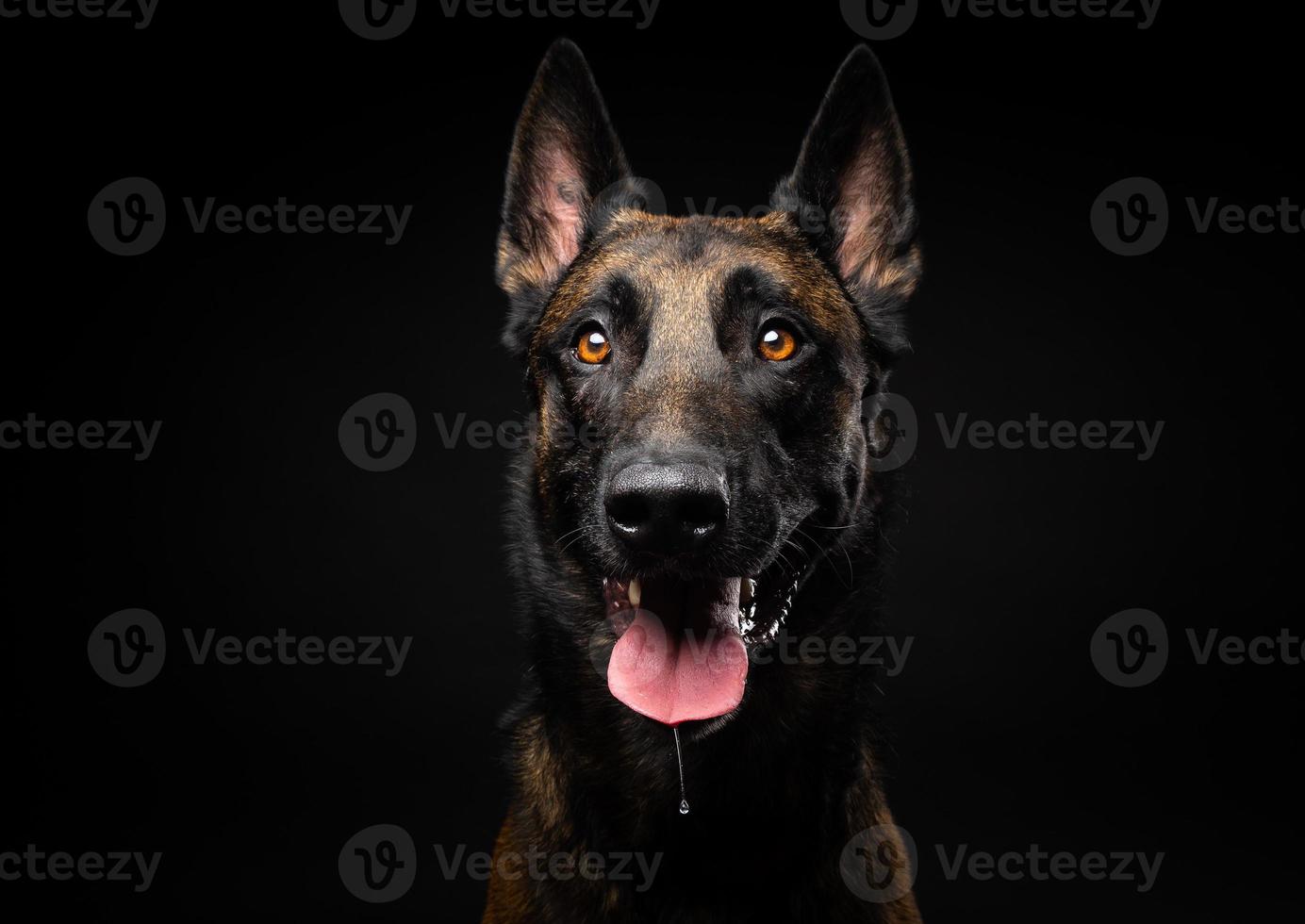 Portrait of a Belgian shepherd dog on an isolated black background. photo