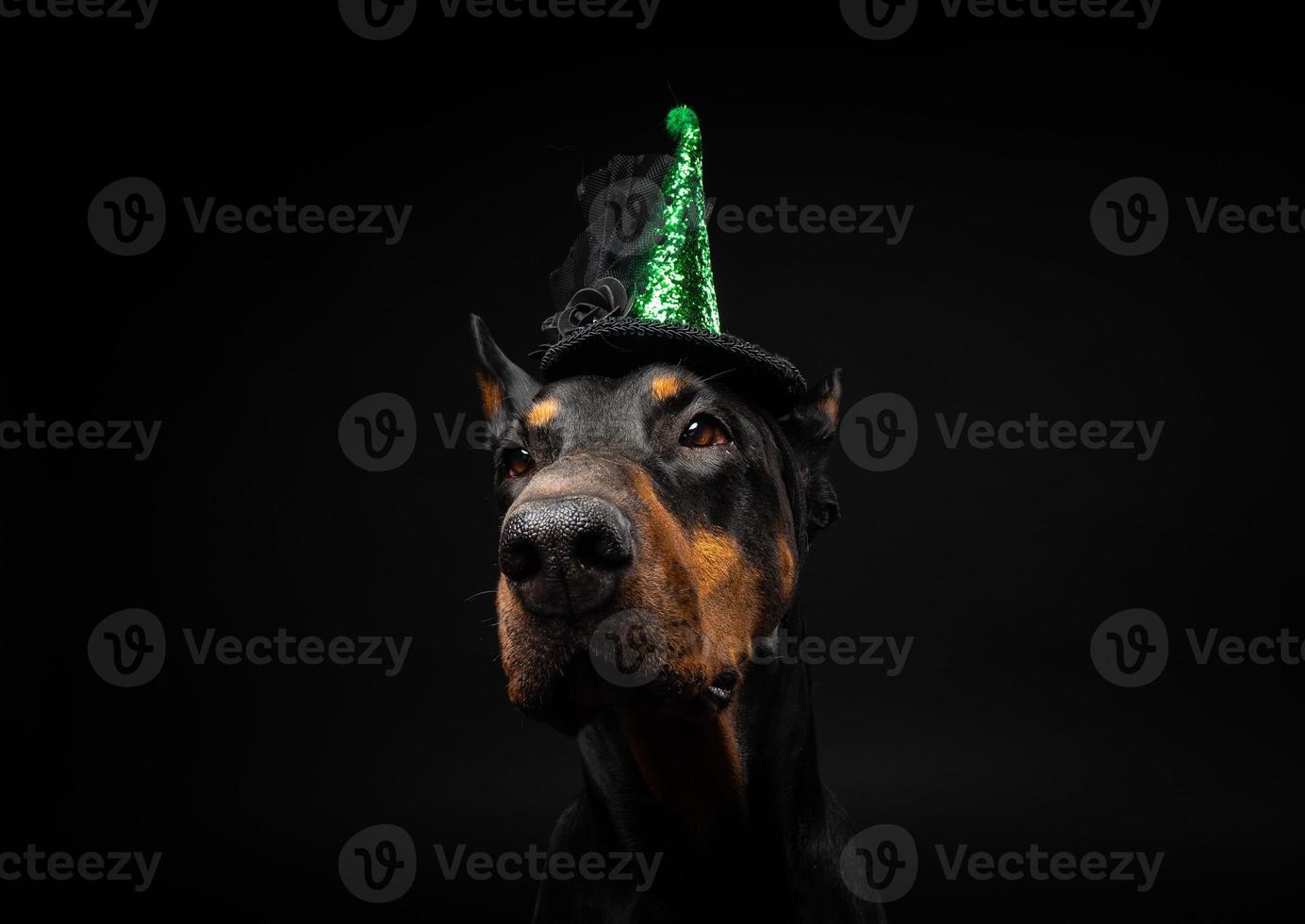 Portrait of a Doberman dog in a headdress. Carnival or Halloween. photo