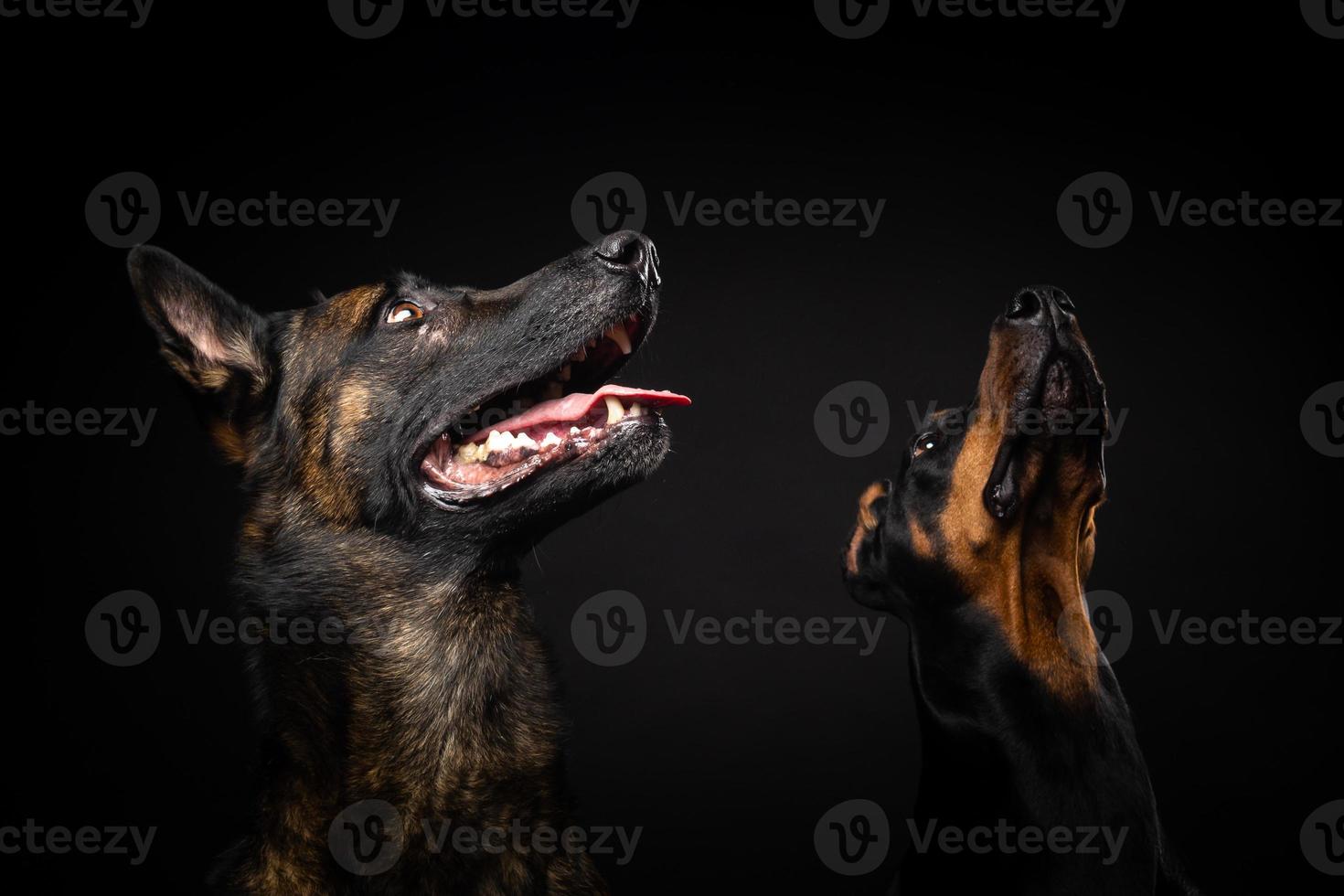 retrato de un perro pastor belga y un doberman sobre un fondo negro aislado. foto