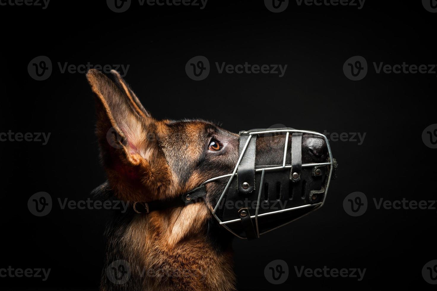 Portrait of a German shepherd in front of an isolated black background. photo