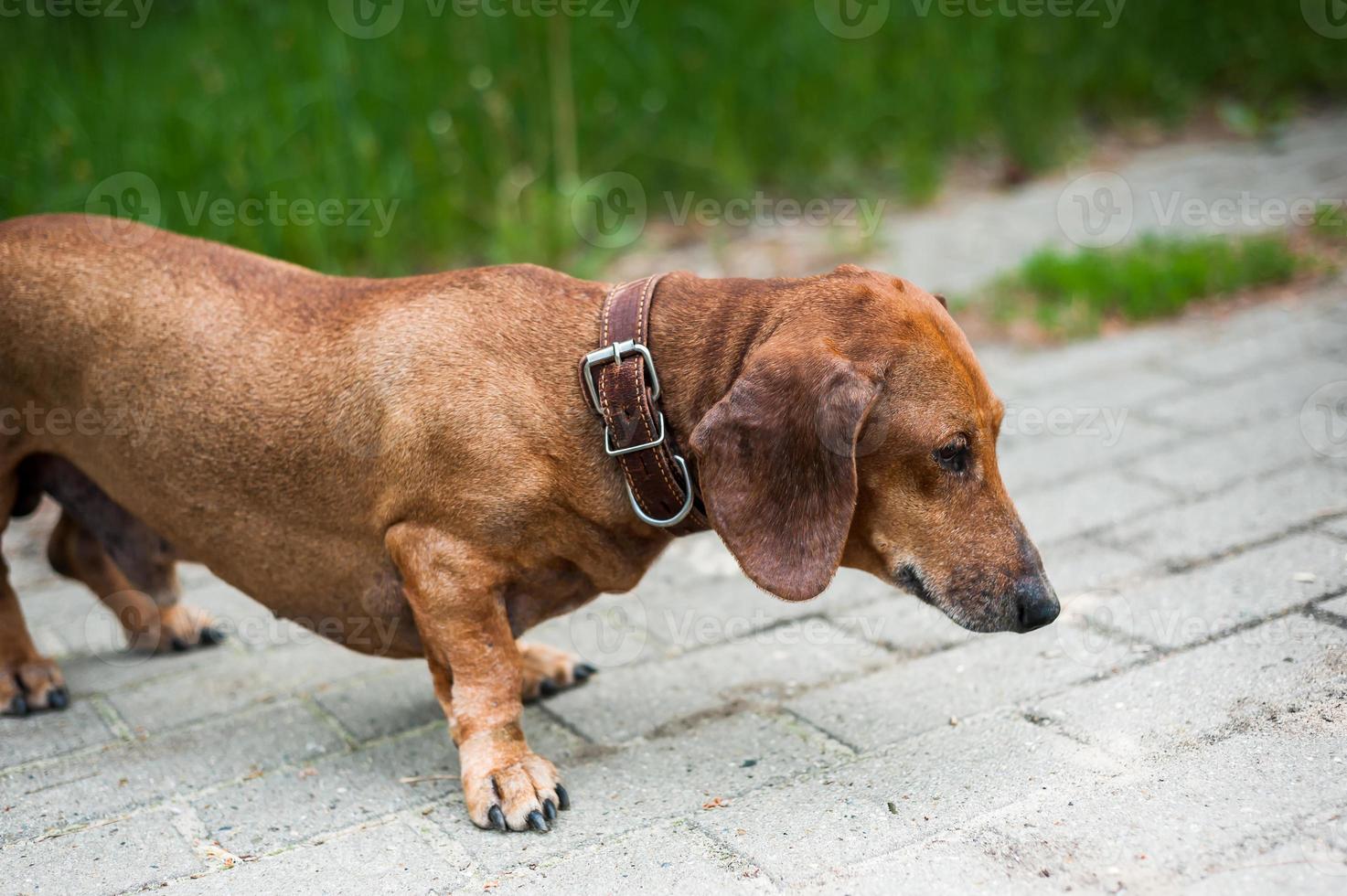 Portrait of a cute dachshund dog smile and happy in summer sunny day for a walk in the summer park photo
