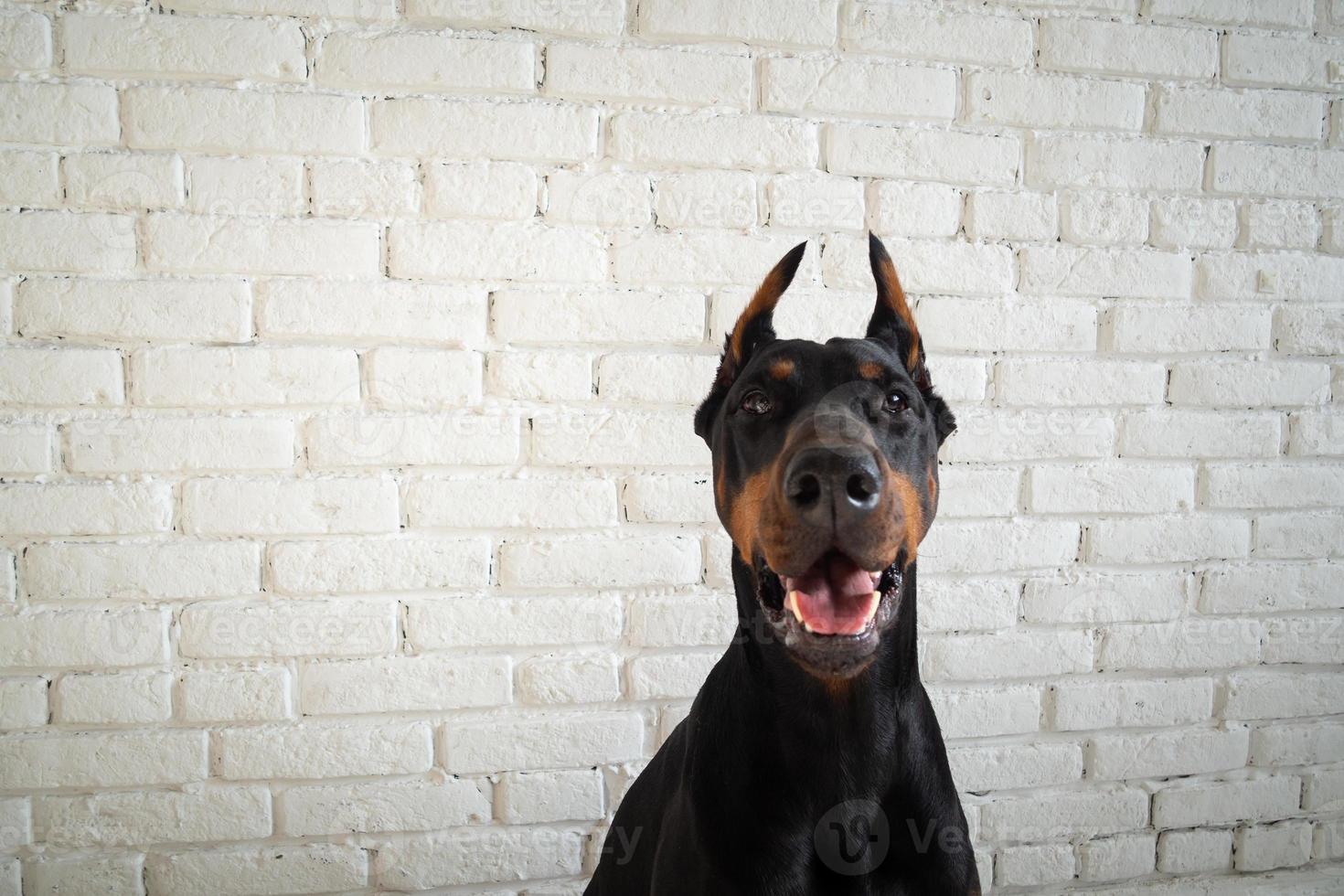 retrato de un perro doberman. foto