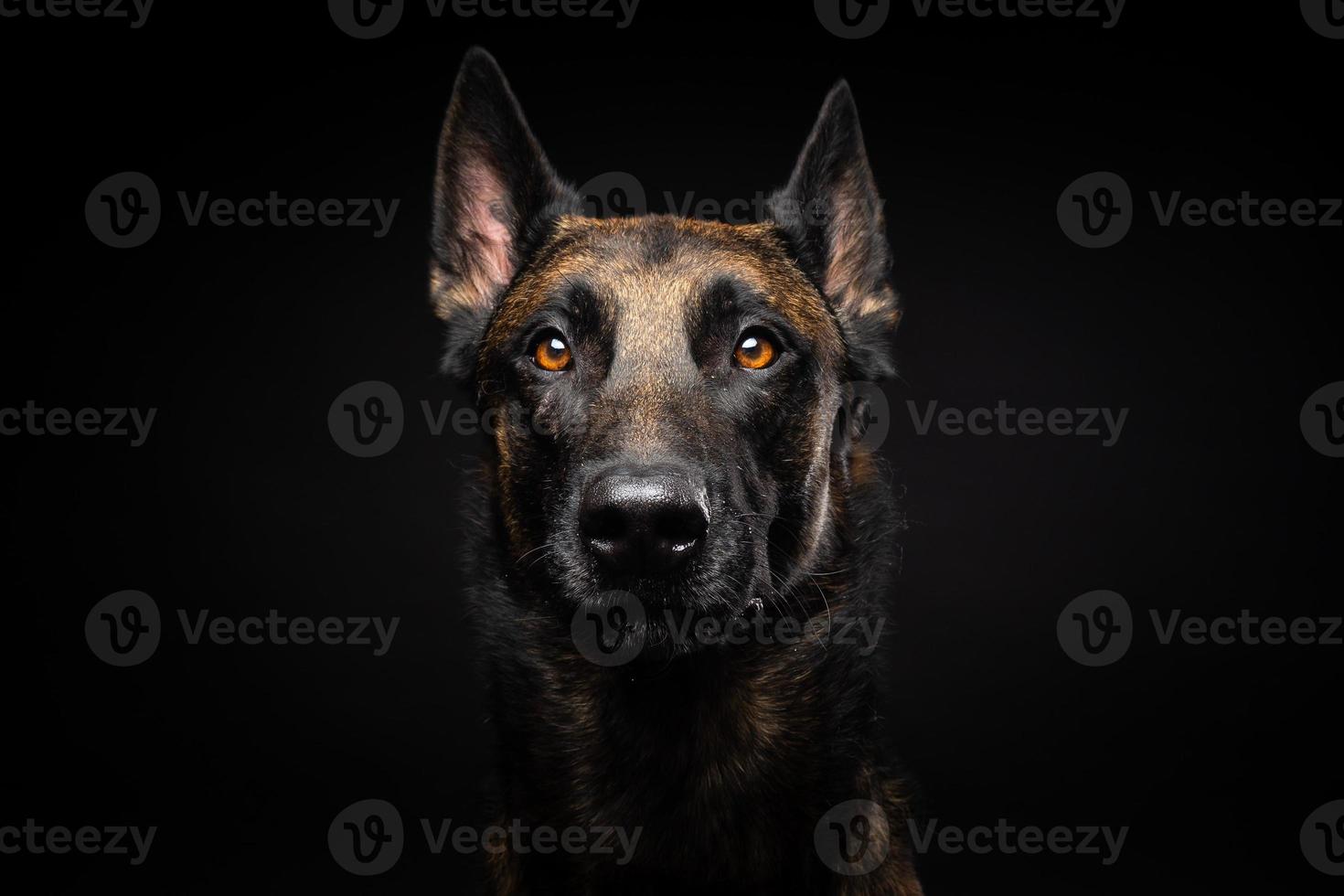 retrato de un perro pastor belga sobre un fondo negro aislado. foto