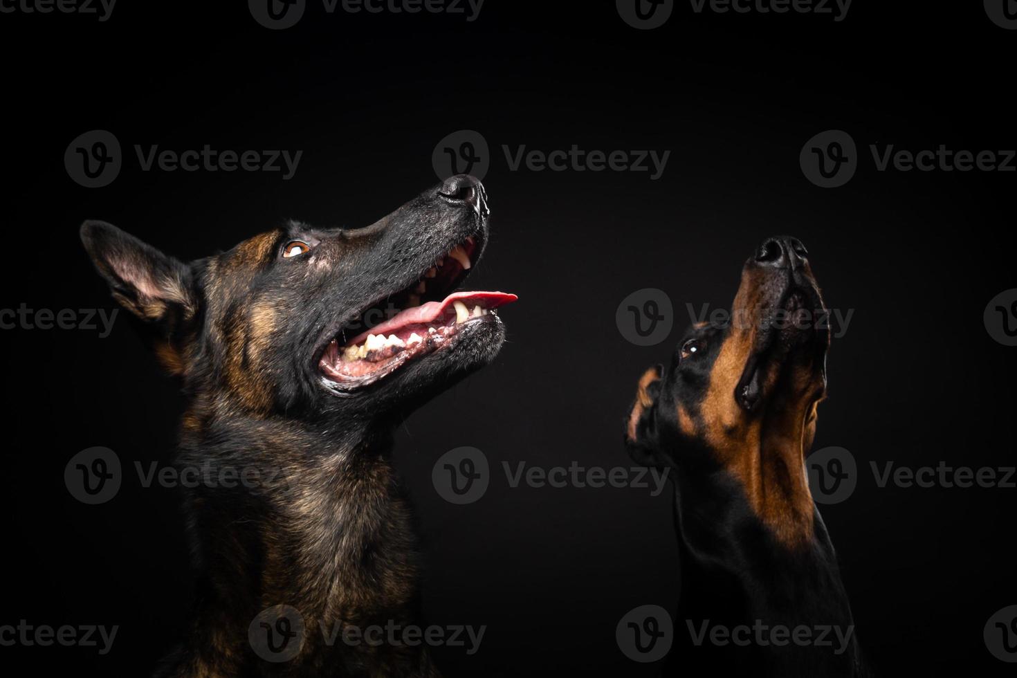Portrait of a Belgian shepherd dog and a Doberman on an isolated black background. photo