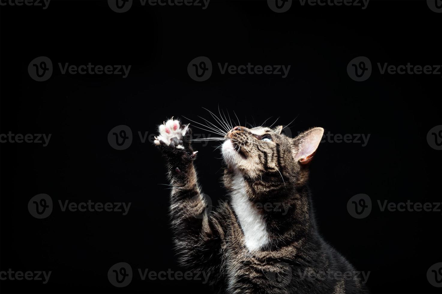 Thoroughbred adult cat, photographed in the Studio on a black background. photo