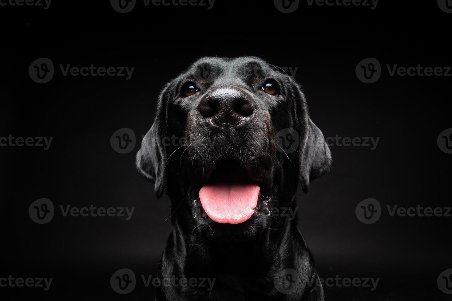 retrato de un perro labrador retriever sobre un fondo negro aislado. foto