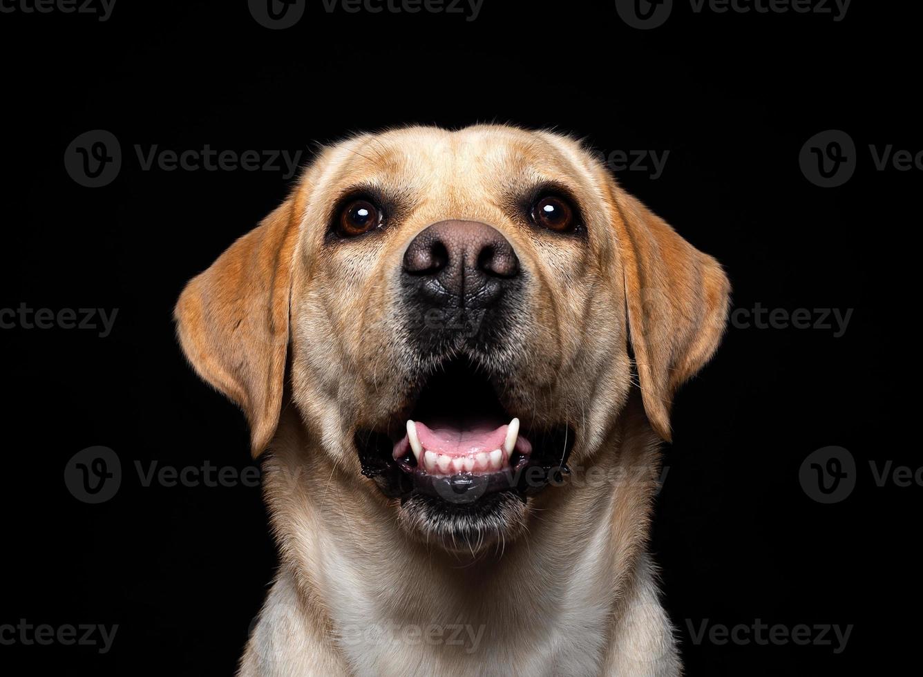 retrato de un perro labrador retriever sobre un fondo negro aislado. foto