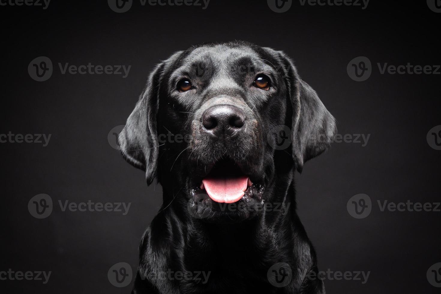 retrato de un perro labrador retriever sobre un fondo negro aislado. foto