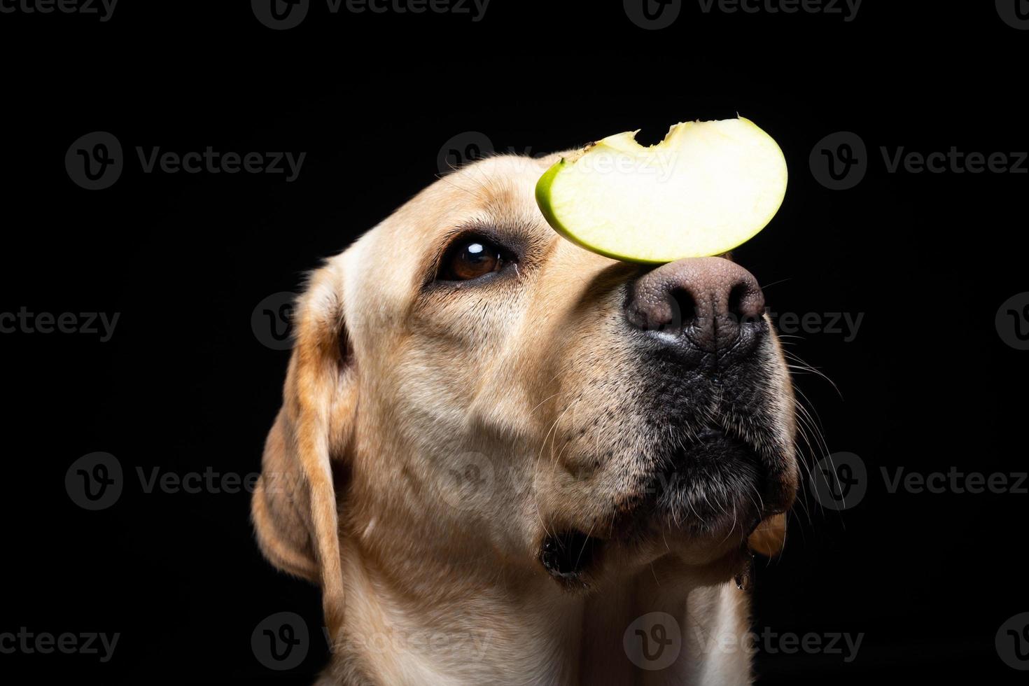 Portrait of a Labrador Retriever dog with a slice of Apple on its nose